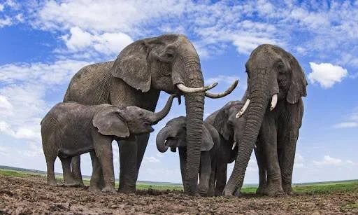 Grupo de elefantes africanos, incluyendo dos crías y dos adultos con colmillos, reunidos en la sabana bajo un cielo azul con nubes.