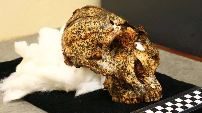 Cráneo fósil de homínido con superficie moteada marrón y negra, apoyado sobre algodón blanco y tela negra junto a escala de medición.