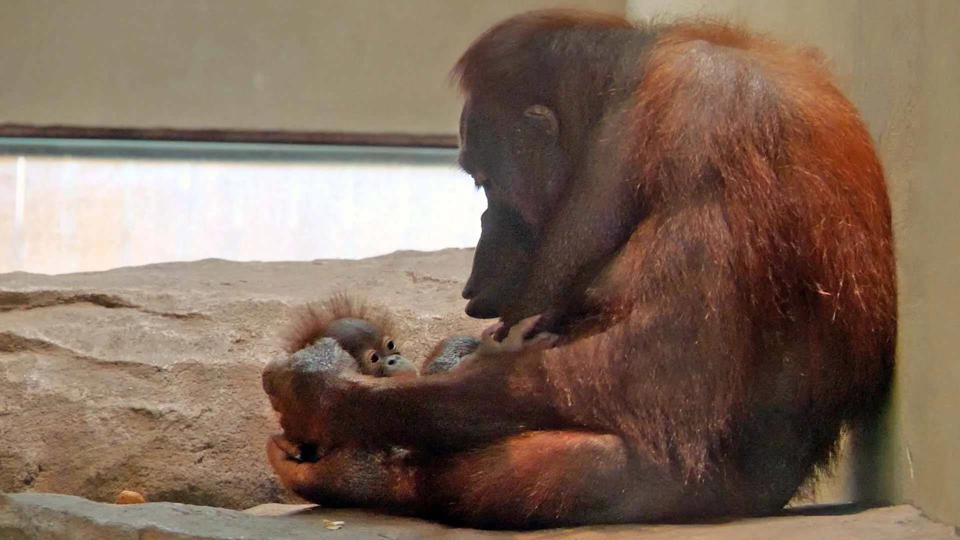 Orangután adulto sostiene y observa a su pequeña cría recién nacida en un recinto de zoológico.