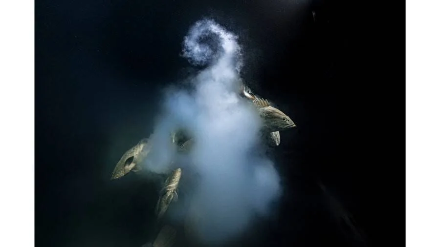 Varios peces nadan entre una nube de sustancia blanca en aguas oscuras, captados desde abajo en una toma submarina.
