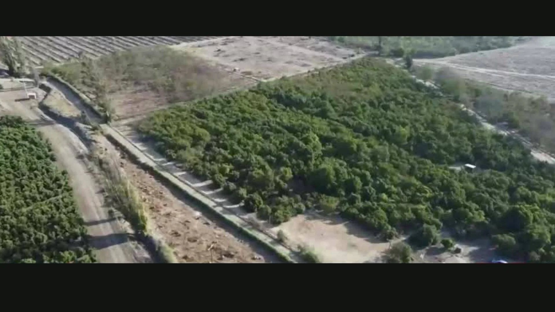 Toma aérea de extensos cultivos verdes separados por canales de riego y caminos de tierra en zona rural.