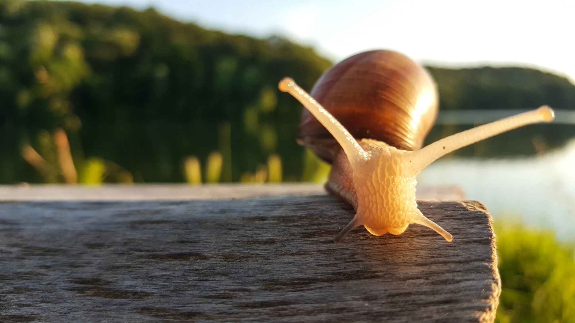 Caracol terrestre con concha marrón avanza sobre una viga de madera con un lago y colinas verdes al fondo.