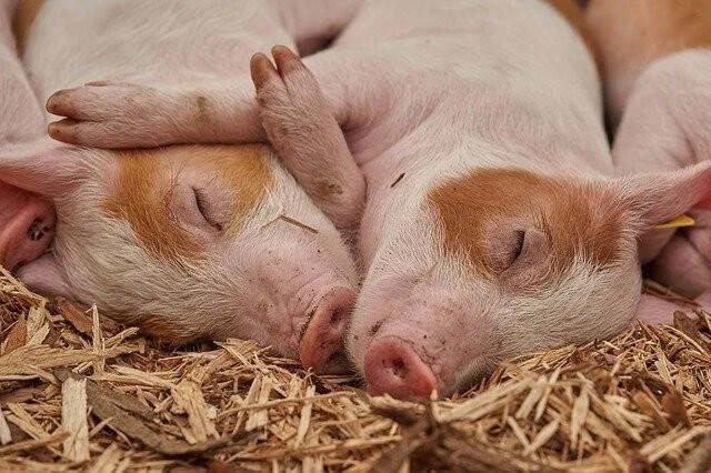 Dos lechones rosados con manchas marrones duermen acurrucados sobre un lecho de paja.