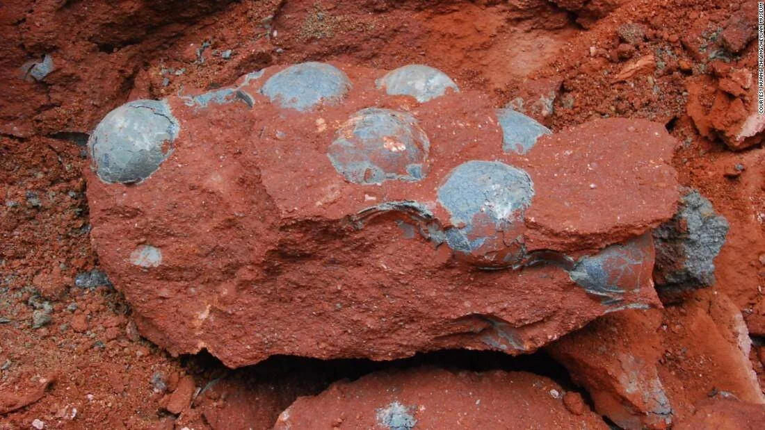 Nido de huevos de dinosaurio fosilizados incrustados en una roca sedimentaria de color rojo.