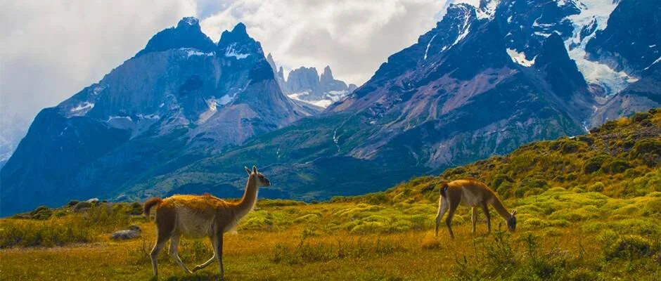 Dos guanacos en una pradera verde con imponentes torres rocosas y cumbres nevadas de la Patagonia al fondo.