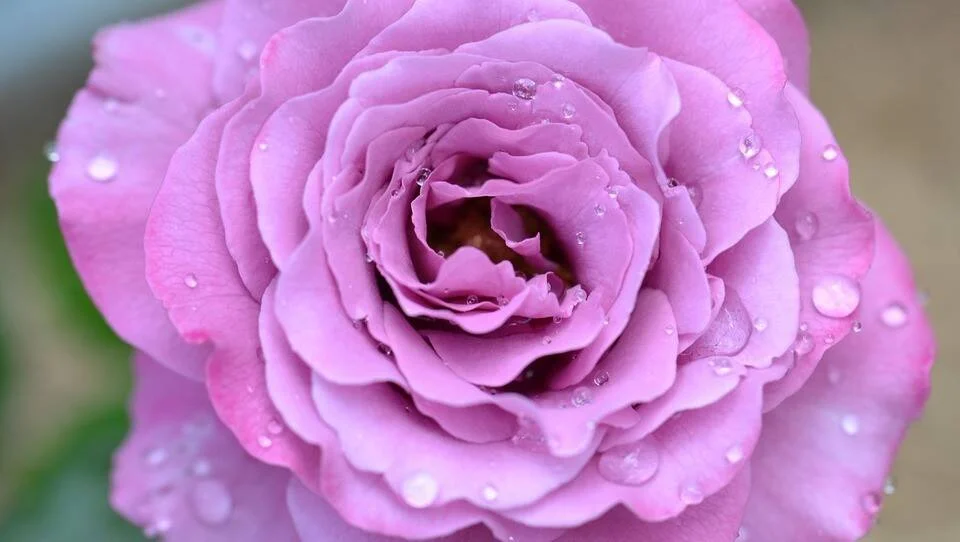 Rosa de color lila con pétalos húmedos cubiertos de gotas de agua, fotografiada en primer plano.