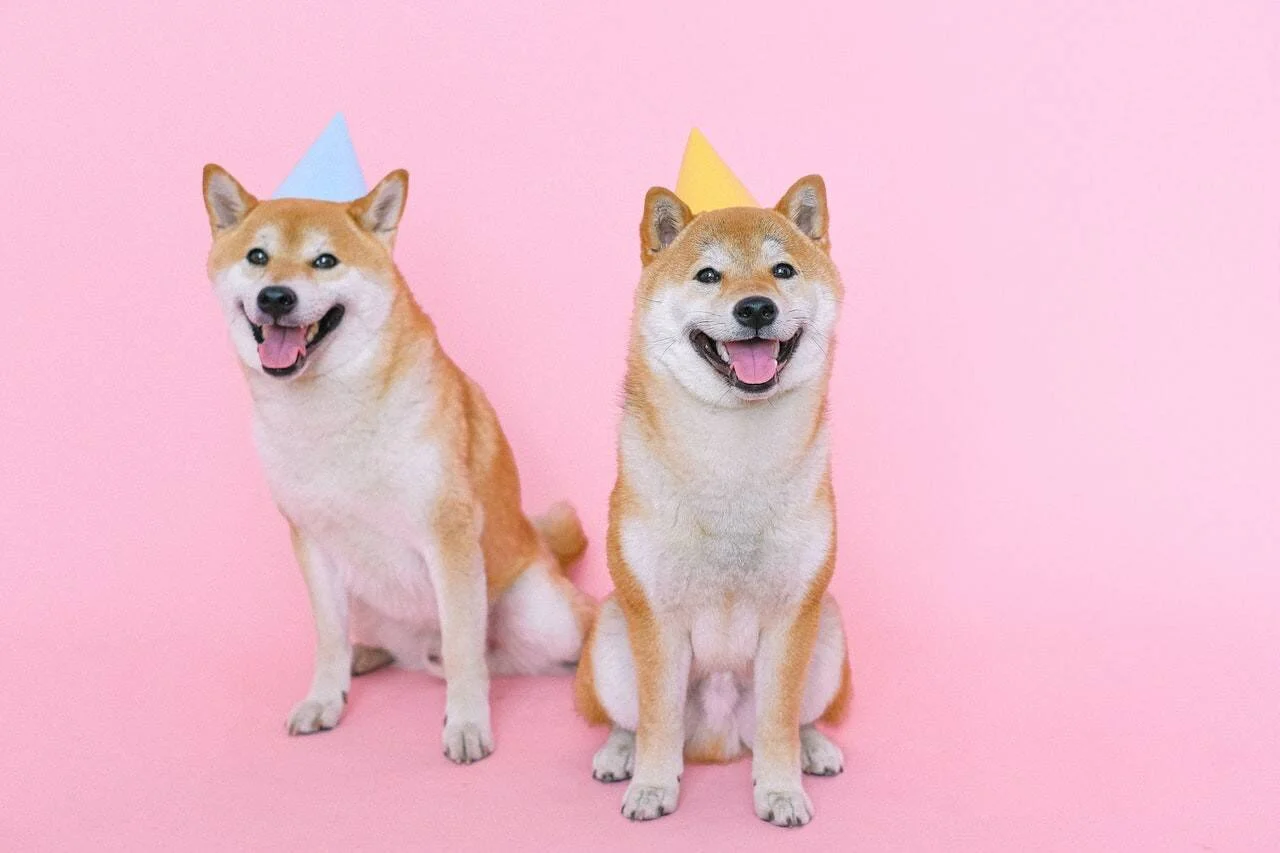 Dos perros Shiba Inu sonrientes con gorros de cumpleaños azul y amarillo sobre fondo rosa.