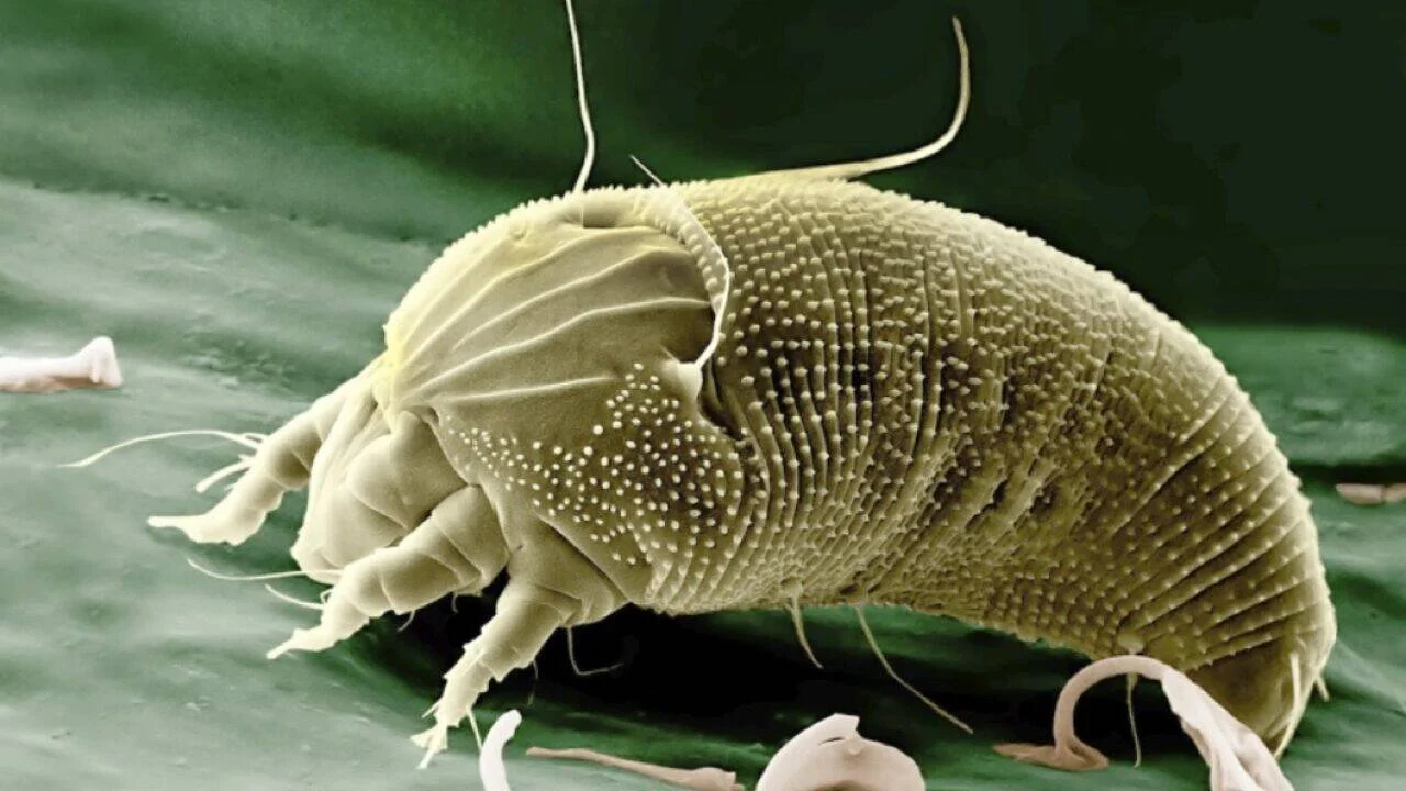 Imagen microscópica de un ácaro del polvo con cuerpo ovalado cubierto de tubérculos y patas cortas con setas.