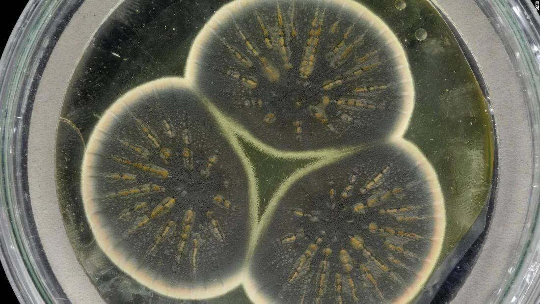 Tres colonias de hongos con patrones radiales en tonos oscuros y naranja creciendo en una placa de Petri de laboratorio.