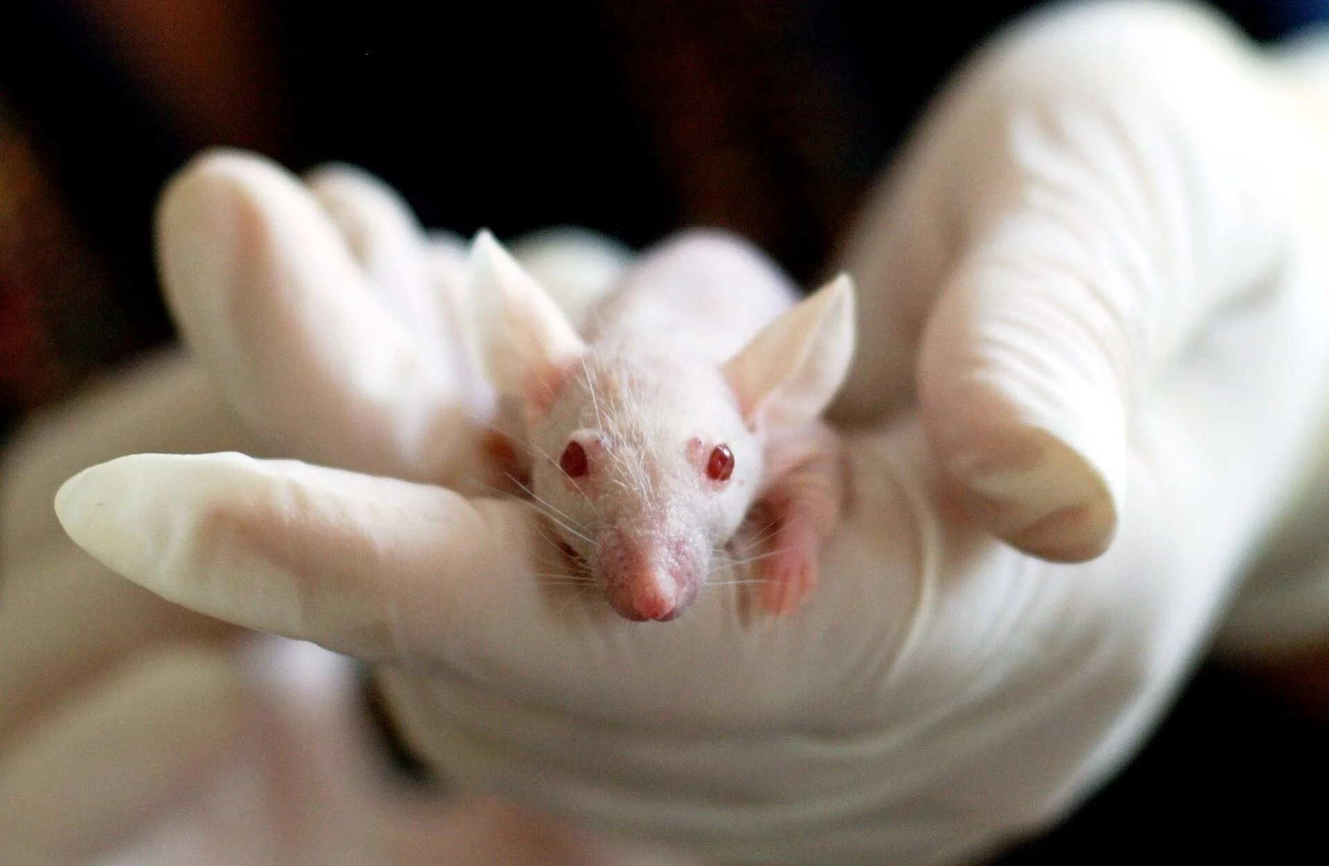 Investigador con guantes de látex sostiene un ratón blanco albino de laboratorio con ojos rojos.