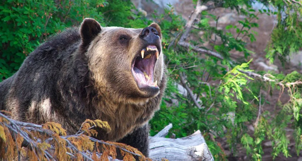 Oso grizzly con la boca abierta mostrando sus colmillos en actitud agresiva, rodeado de vegetación.