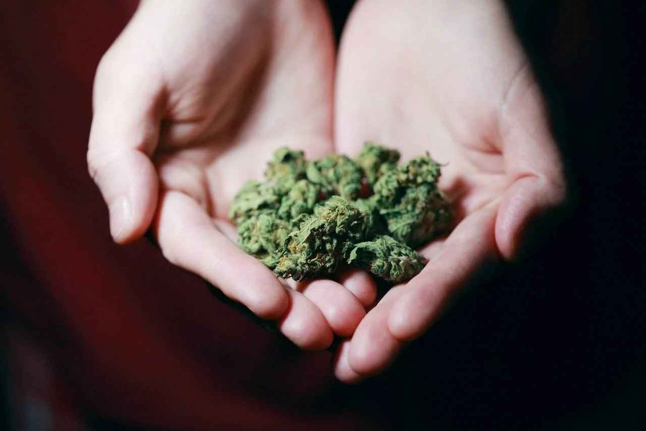 Dos manos abiertas en cuenco sosteniendo varios cogollos de marihuana seca.