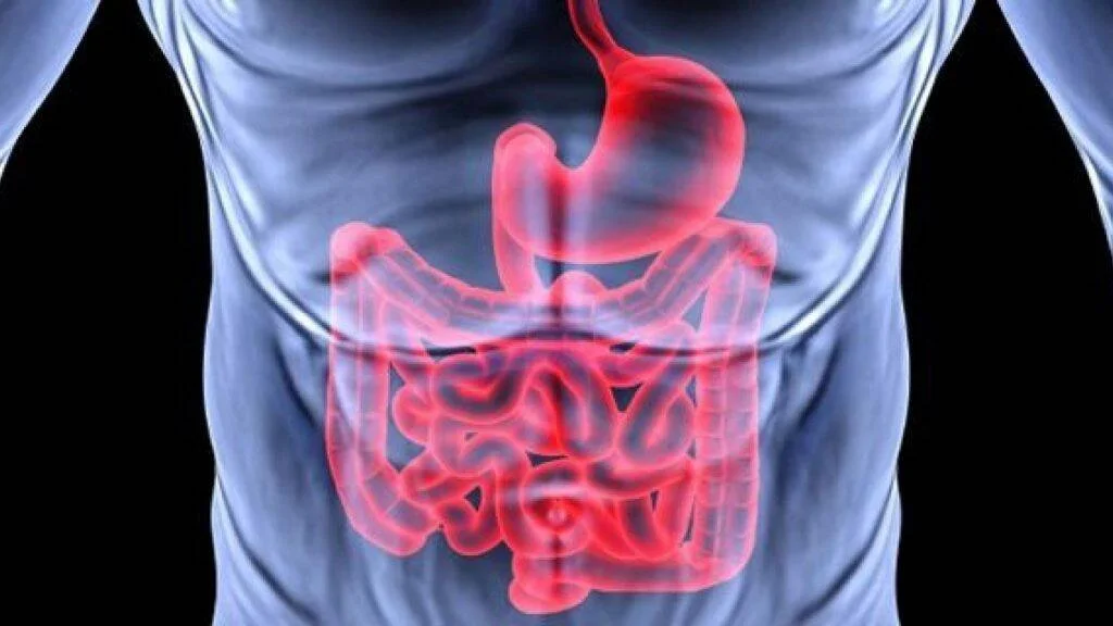 Representación digital del sistema digestivo humano, con estómago e intestinos resaltados en rojo sobre cuerpo translúcido azulado.