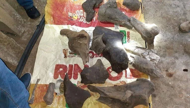 Varios huesos fósiles de gran tamaño dispuestos sobre una bolsa de arpillera en el suelo, rodeados por personas.