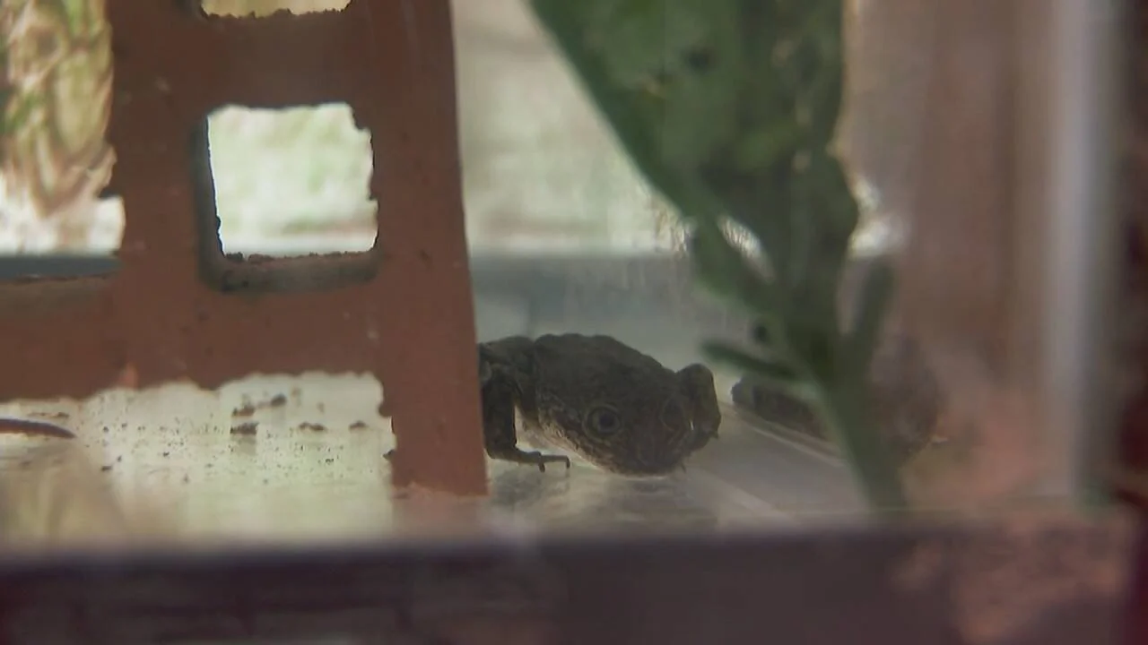 Una pequeña rana o sapo descansa en el suelo de un terrario junto a una estructura decorativa y plantas.