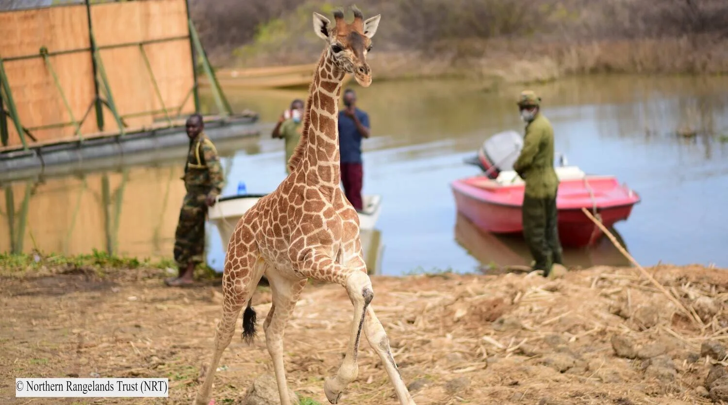 Una jirafa joven corre por la orilla de un lago mientras guardabosques y trabajadores de conservación observan desde botes cercanos.