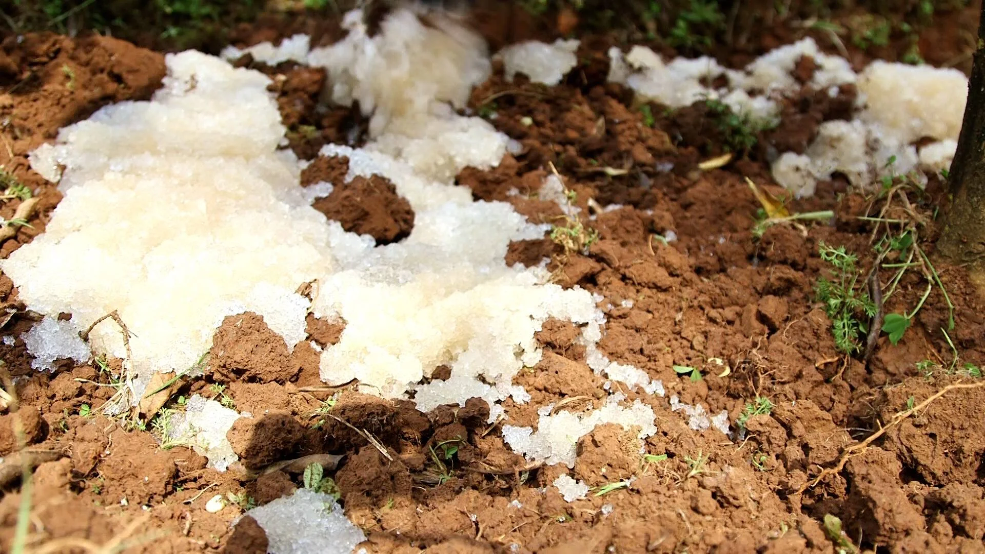Acumulación de granizo blanco mezclado con tierra rojiza y vegetación tras una tormenta.