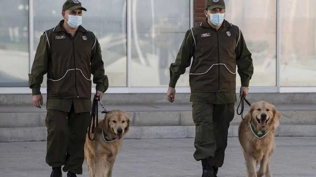 Dos agentes de seguridad con mascarilla pasean perros golden retriever con pañuelo verde en un espacio público.