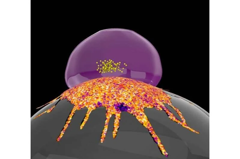 Representación digital de una célula cancerosa con núcleo semitransparente violeta y proyecciones de membrana naranjas sobre una superficie esférica gris.