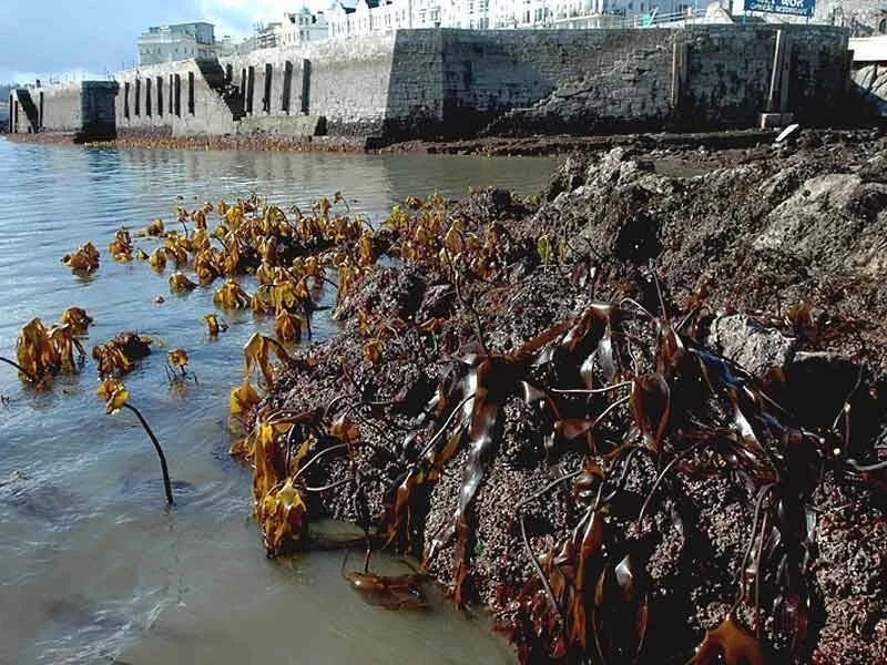 Algas marinas marrones expuestas sobre rocas en la orilla durante marea baja, con un muro portuario al fondo.