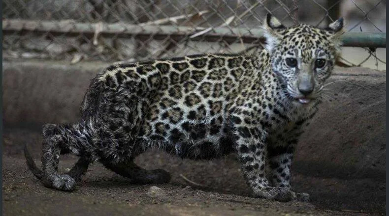 Cría de jaguar de pelaje manchado parada sobre una roca en un recinto cercado.