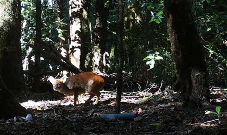 Un pequeño ciervo de pelaje marrón rojizo camina entre los árboles de un bosque denso y sombreado.