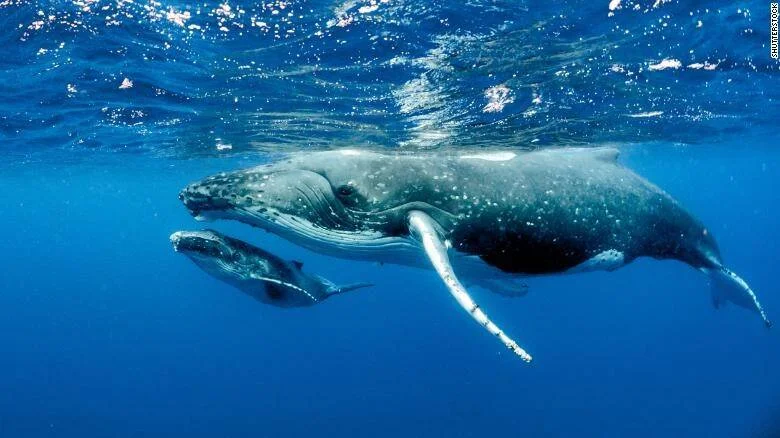Ballena jorobada adulta nada junto a su cría cerca de la superficie del océano azul.