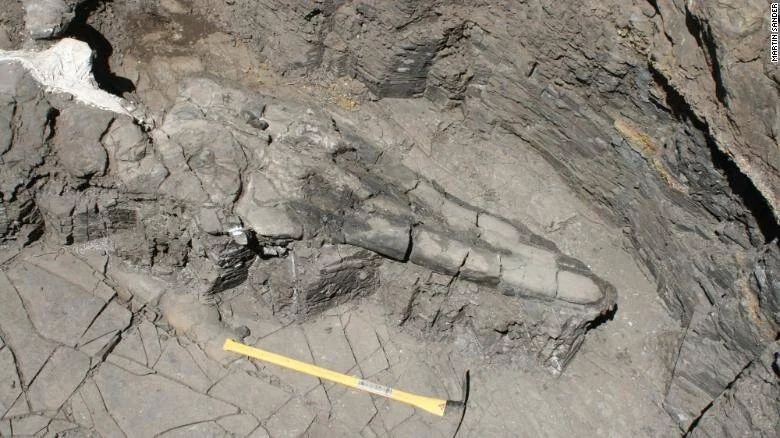 Gran fósil de reptil marino incrustado en roca sedimentaria gris, con un martillo geológico y regla amarilla como escala.