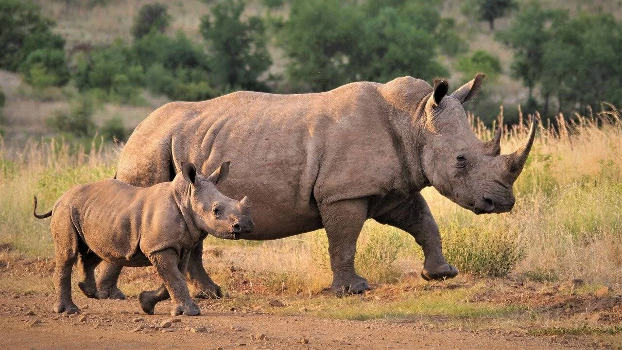 Una rinoceronte adulta camina junto a su cría por una llanura africana de pastizales secos y árboles al fondo.