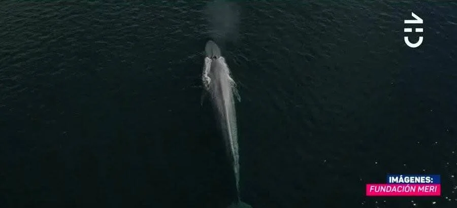 Vista aérea de una ballena azul en la superficie del océano, captada por la Fundación Meri.