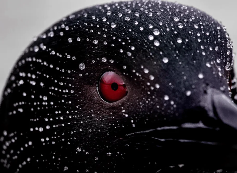 Cabeza de paloma negra cubierta de gotas de agua con su llamativo ojo rojo en primer plano.