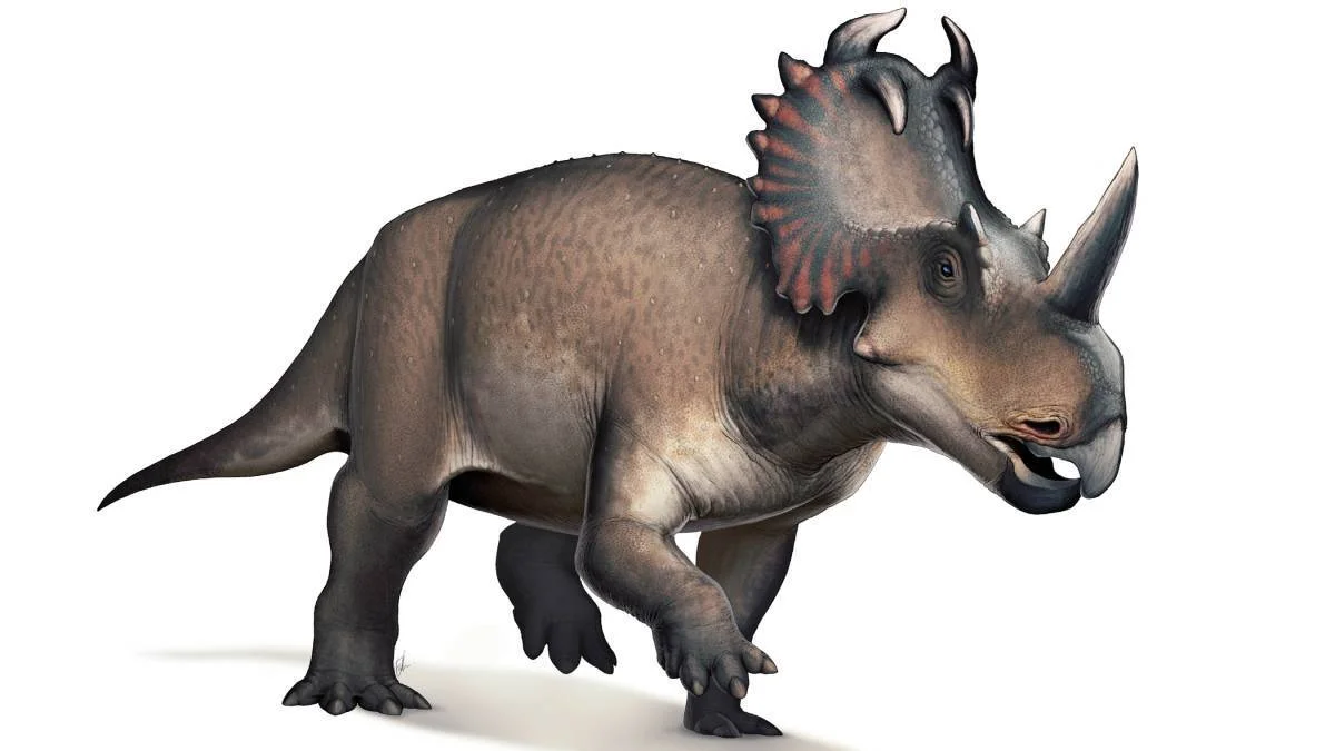 Reconstrucción artística de un dinosaurio ceratopsiano con cuernos faciales y collar óseo decorado en rojo y negro.