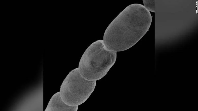 Imagen de microscopía electrónica de barrido que muestra células bacterianas grandes encadenadas con superficie rugosa.