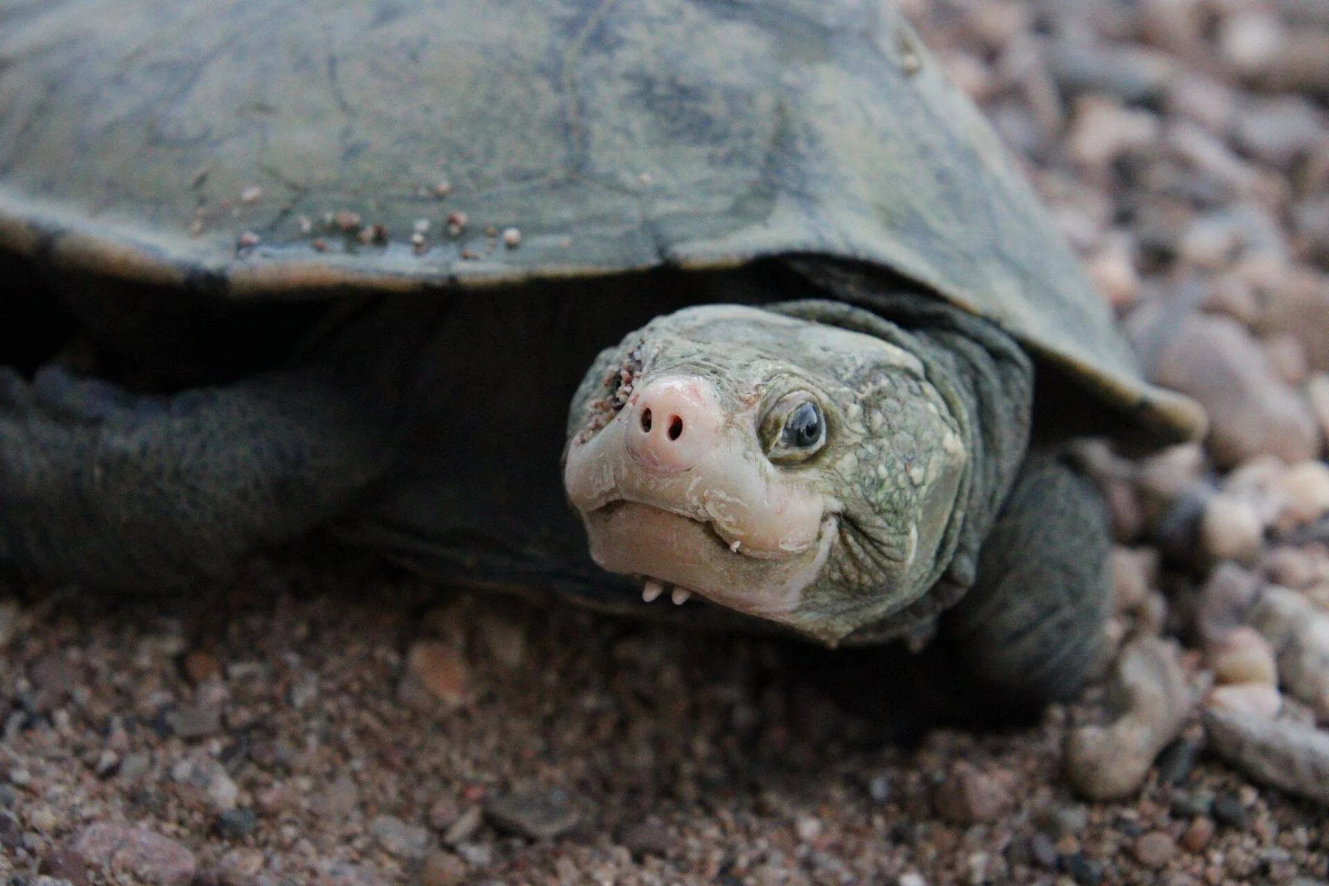 Tortuga mordedora asoma la cabeza desde su caparazón oscuro sobre un suelo de piedras pequeñas, mirando de frente a la cámara.
