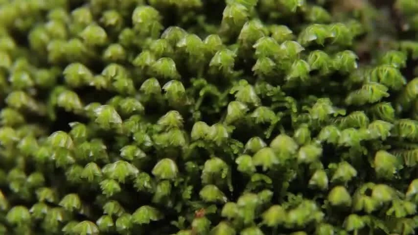Colonia densa de musgo verde con pequeñas estructuras en forma de copa, fotografiada en primer plano.