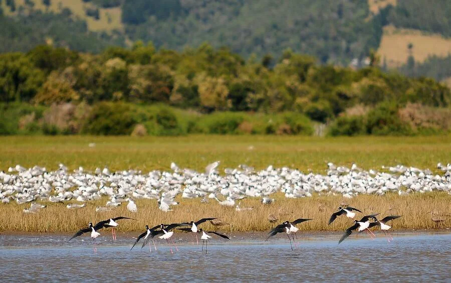 Cigüeñuelas de alas negras despegando sobre el agua de un humedal, con una gran bandada de aves blancas al fondo entre los pastizales.