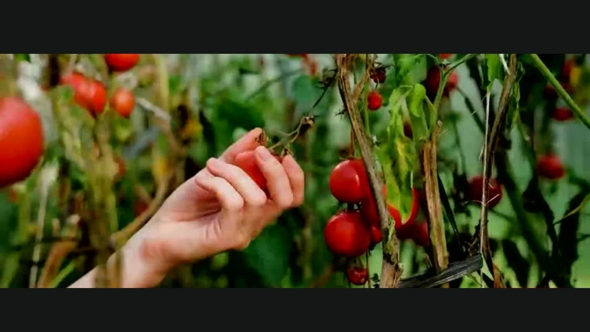 Una mano recoge un tomate rojo maduro directamente de la planta en un cultivo.