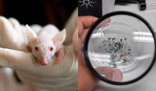 Investigador sostiene un ratón blanco de laboratorio junto a una lupa que muestra fragmentos de microplásticos en una placa de Petri.