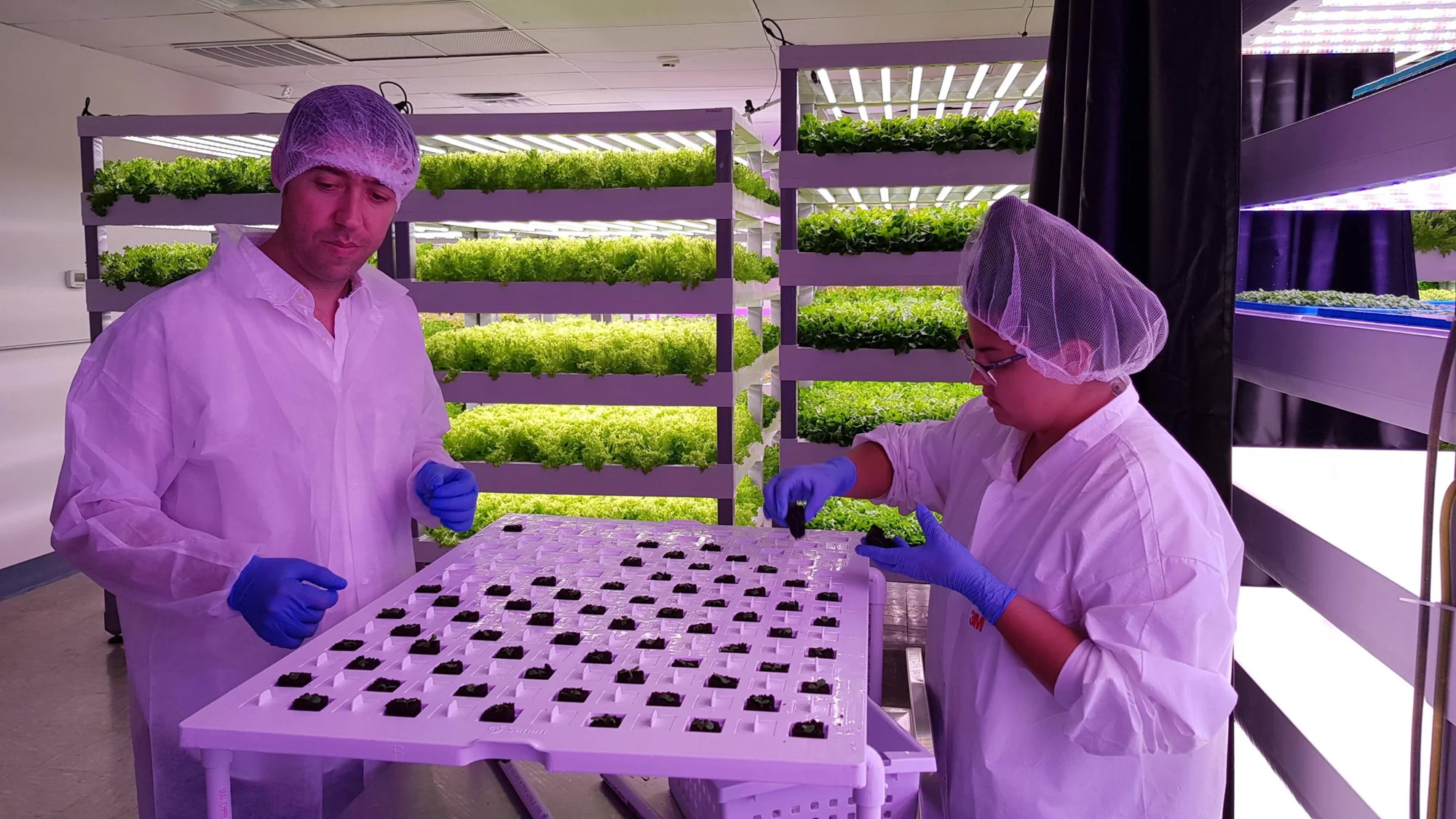 Dos técnicos con bata blanca y cofia siembran plántulas en bandejas dentro de una granja vertical con estanterías iluminadas de lechuga hidropónica.
