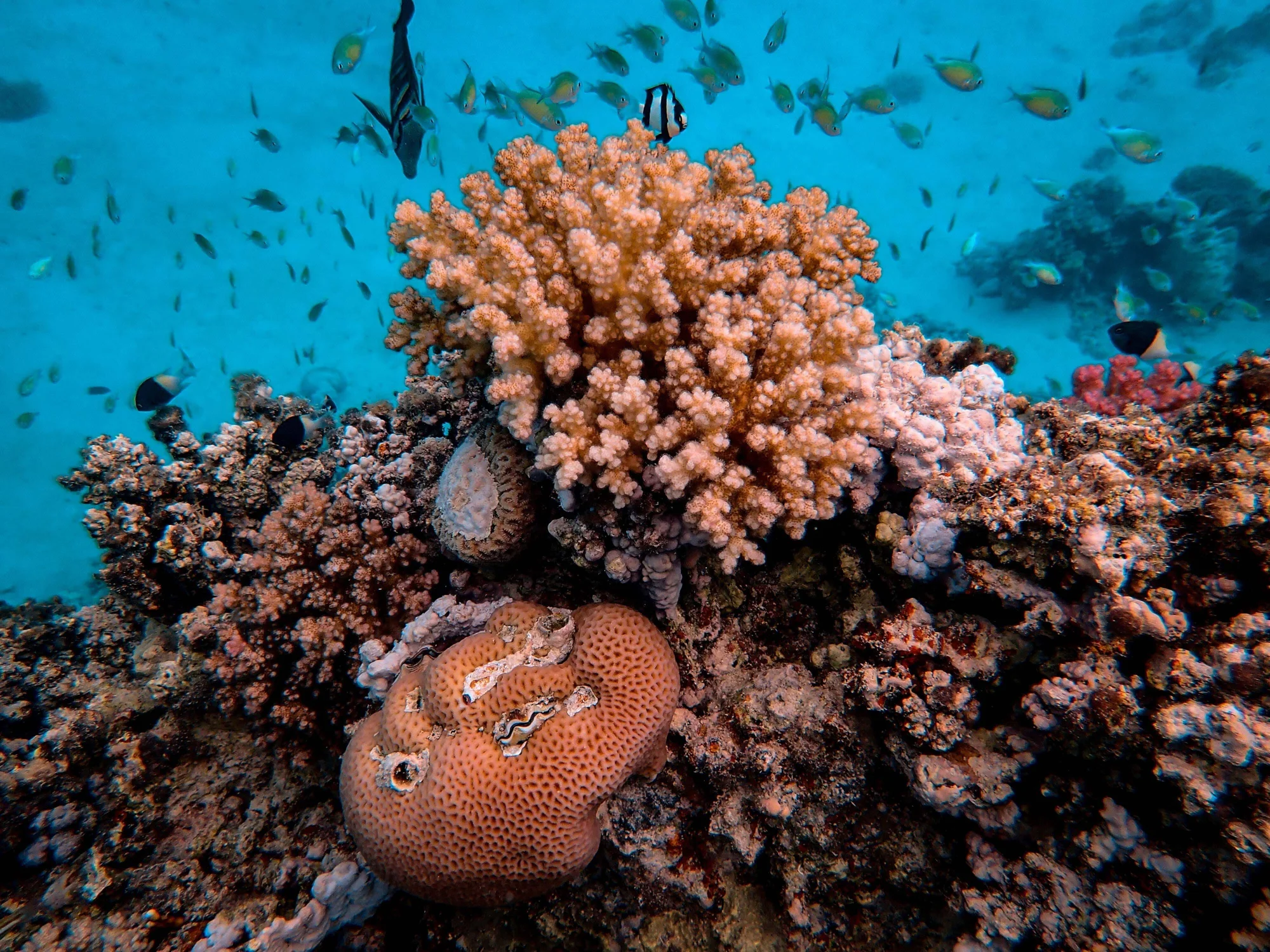 Arrecife de coral con corales ramificados y cerebrales rodeados de un banco de peces tropicales en aguas azules.