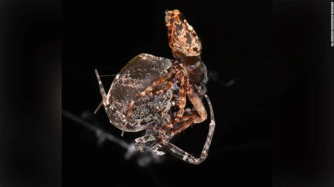 Araña macho proyectando su cuerpo sobre una hembra más grande durante el cortejo, capturada en primer plano sobre fondo negro.