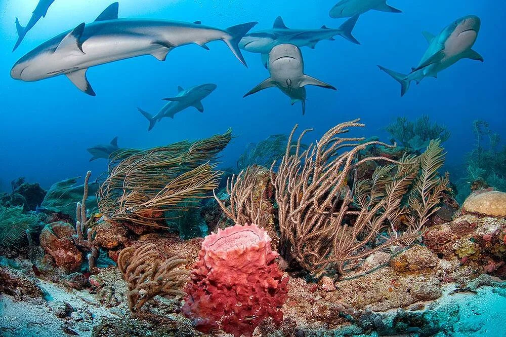 Varios tiburones nadan sobre un arrecife con corales blandos, esponjas rosadas y gorgonias en aguas azules tropicales.