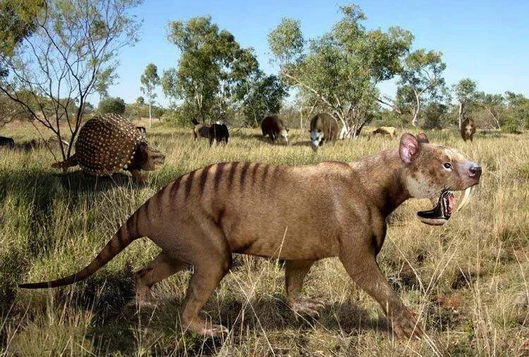 Ilustración de un marsupial dientes de sable caminando en la sabana australiana junto a otros animales prehistóricos extintos.