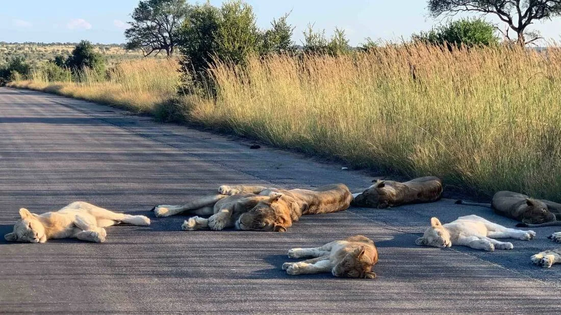 Varios leones descansan tumbados sobre el asfalto de una carretera vacía rodeada de pastizales en la sabana africana.