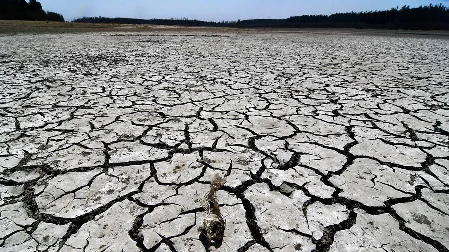 Suelo completamente reseco y agrietado de un embalse vacío, con un animal muerto en primer plano y bosque al fondo.