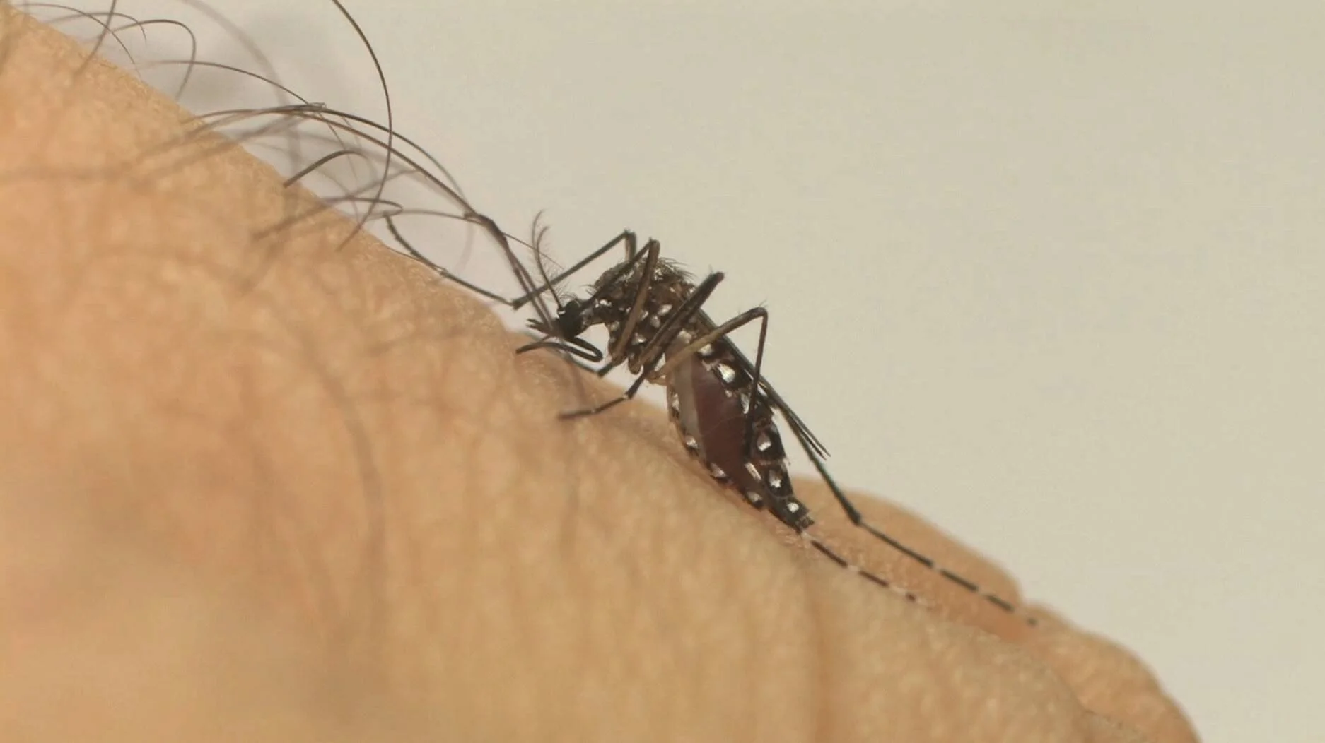 Mosquito Aedes aegypti con abdomen lleno de sangre picando la piel de una persona, en primer plano.