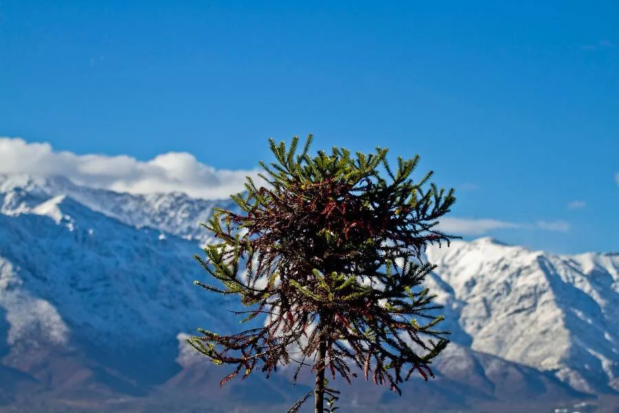 Copa de una araucaria joven con ramas verdes y rojizas, con montañas nevadas y cielo azul de fondo.