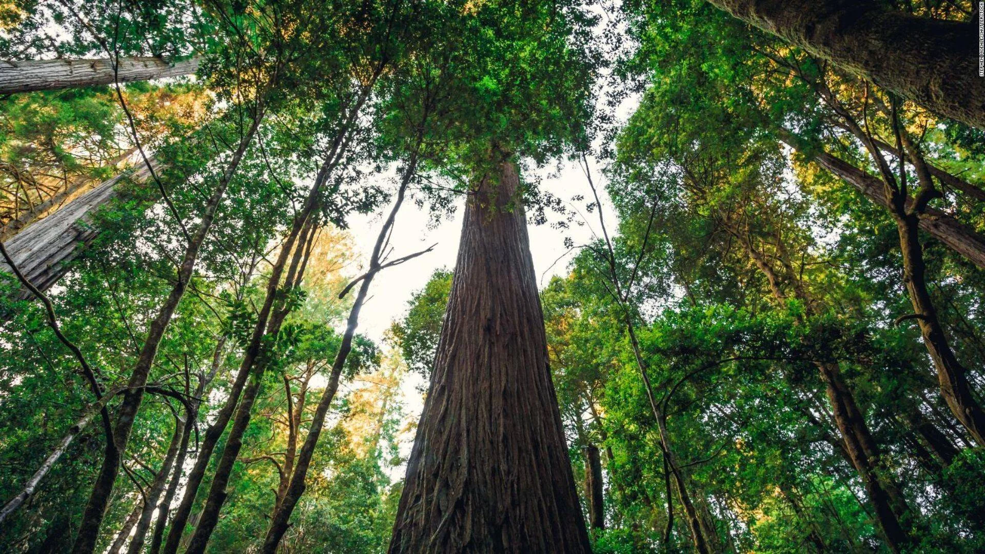 Vista desde el suelo hacia la copa de un enorme árbol de corteza rojiza rodeado de árboles más pequeños con follaje verde.