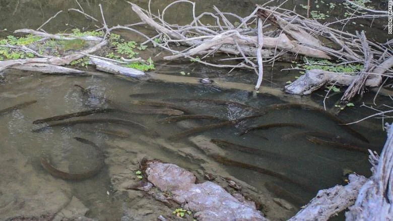 Numerosas anguilas eléctricas congregadas en un arroyo poco profundo junto a troncos y rocas en la orilla.