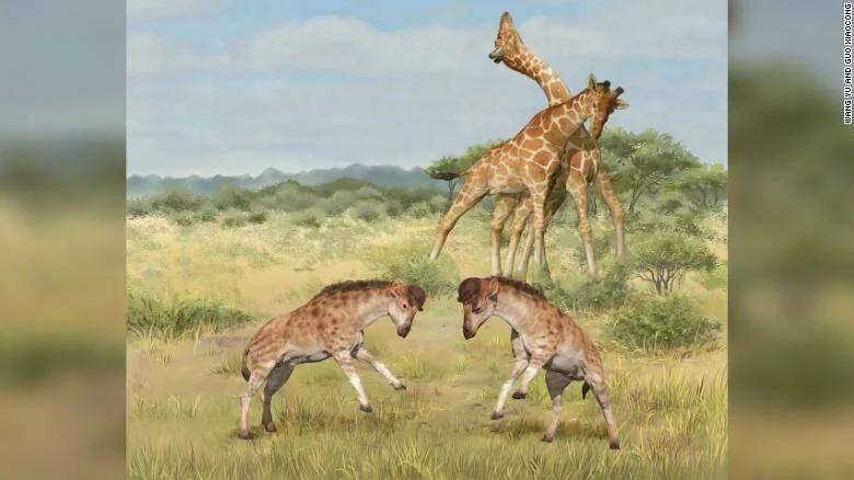 Ilustración científica de dos antepasados prehistóricos de las jirafas golpeándose con la cabeza, con dos jirafas modernas combatiendo al fondo en una sabana.